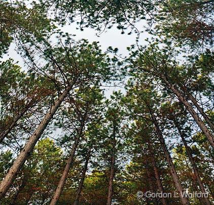 Pine Canopy_10108-10.jpg - Photographed at Ottawa, Ontario - the capital of Canada.